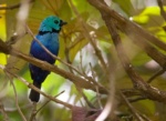 Seven-coloured Tanager